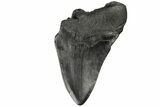 Partial, Fossil Megalodon Tooth - South Carolina #171156-1